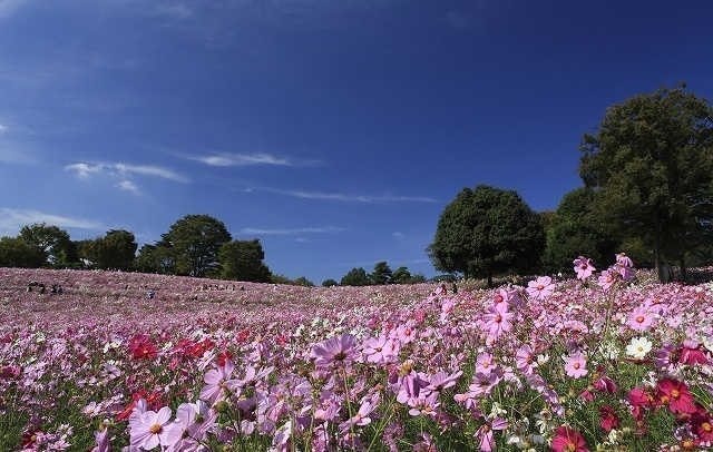 素敵な花々