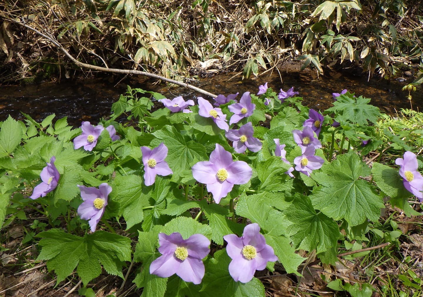 季節ごとに変わる花々